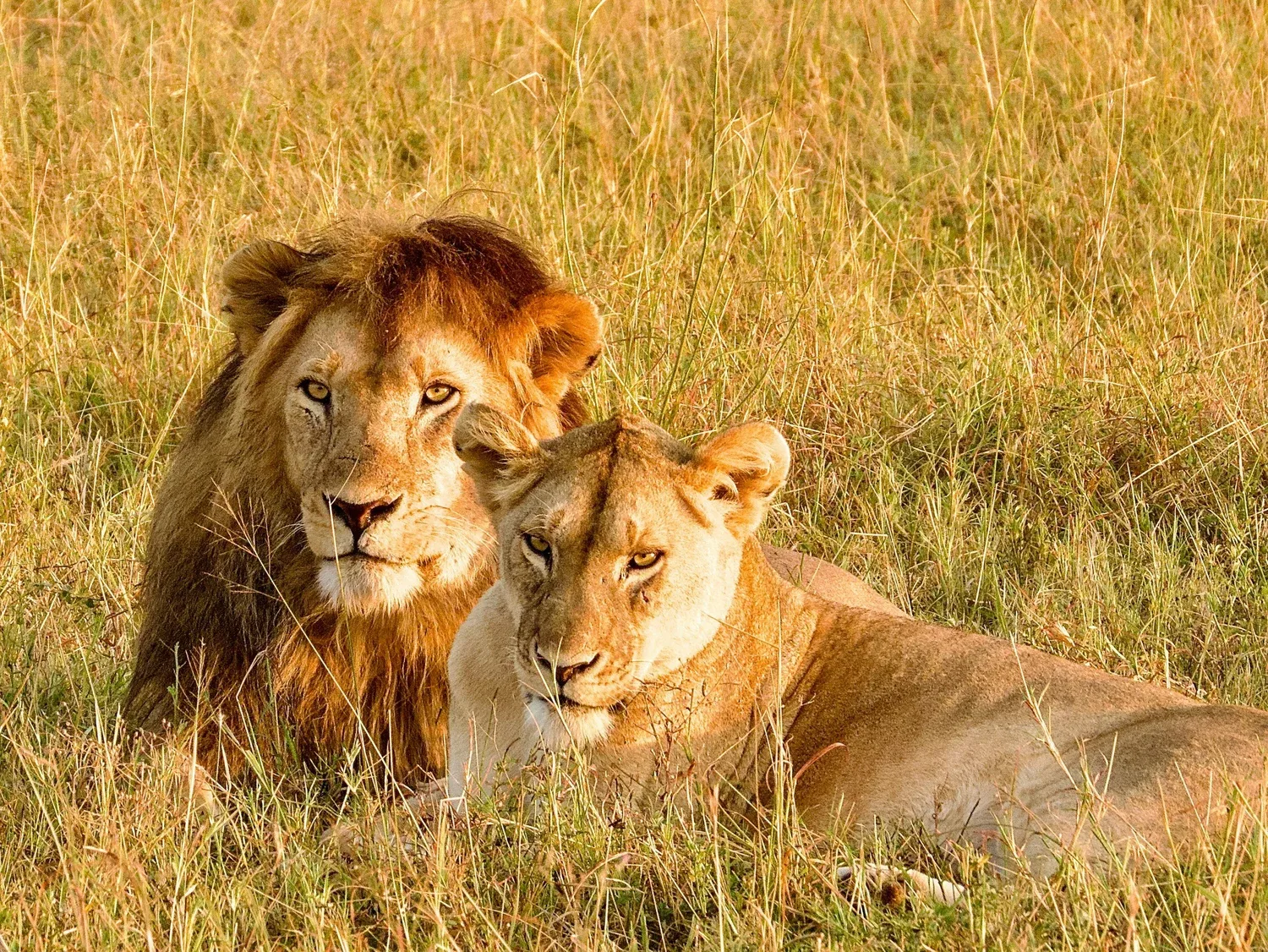 Planning Your Tanzania Safari Adventure: A First-Timer's Guide to Getting It Right