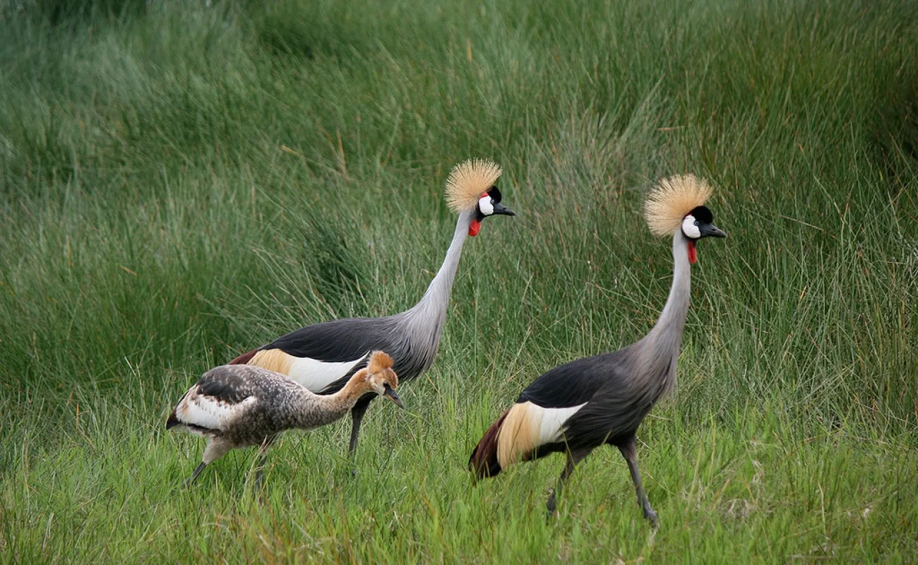 Beyond the Big Five: Unique Wildlife Experiences in Tanzania