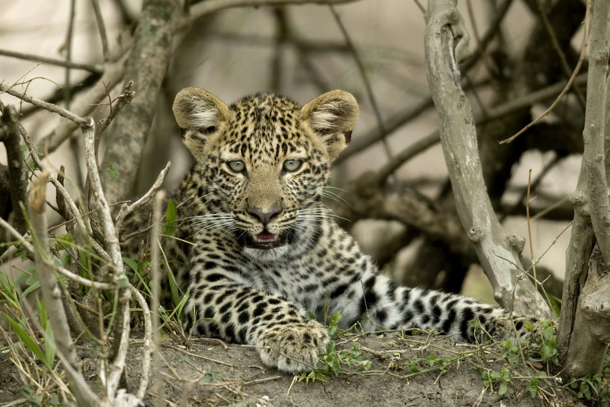9-Day Tanzania Wilderness and Beach Holiday