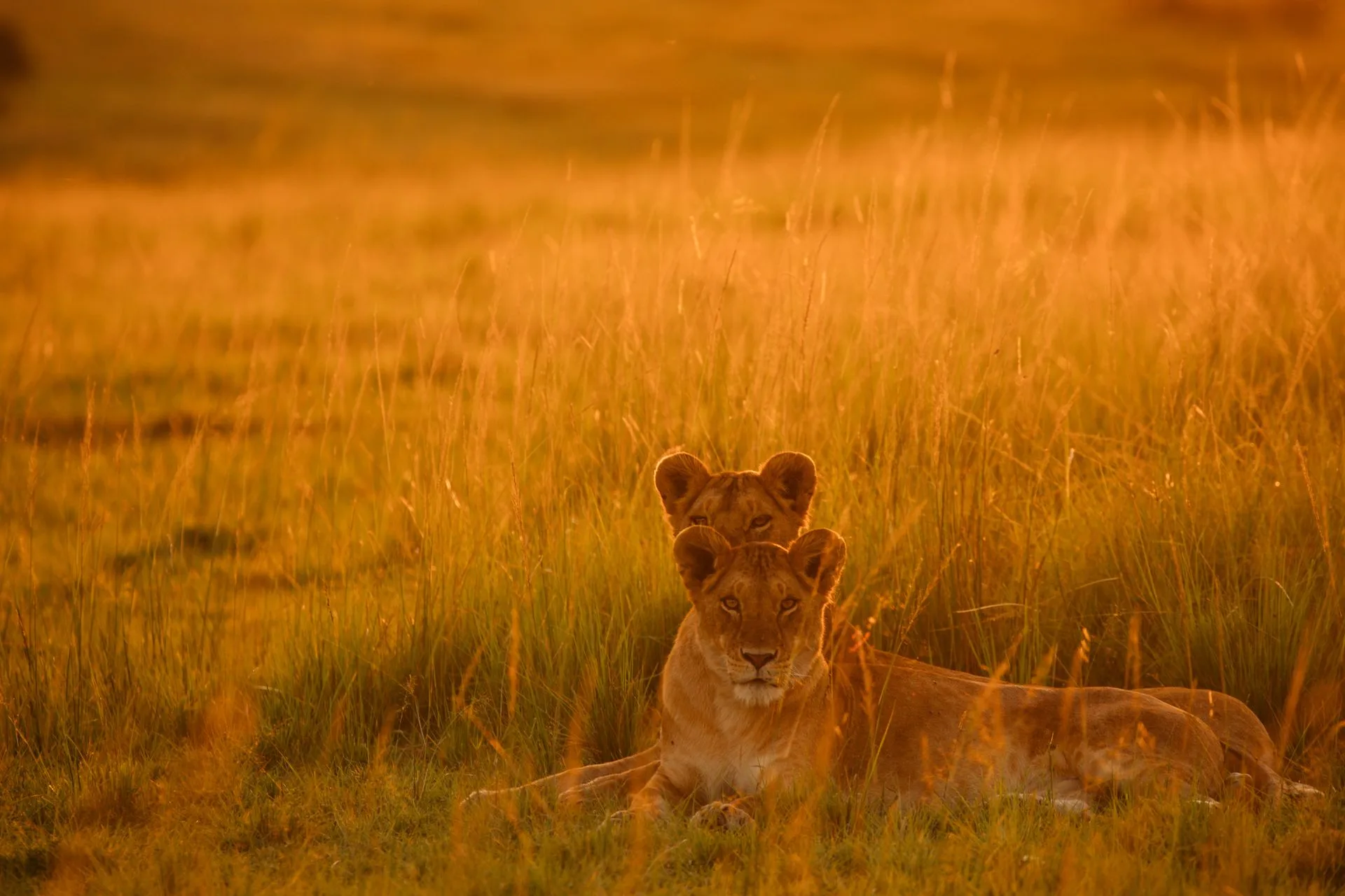 Northern Circuit Grand Safari