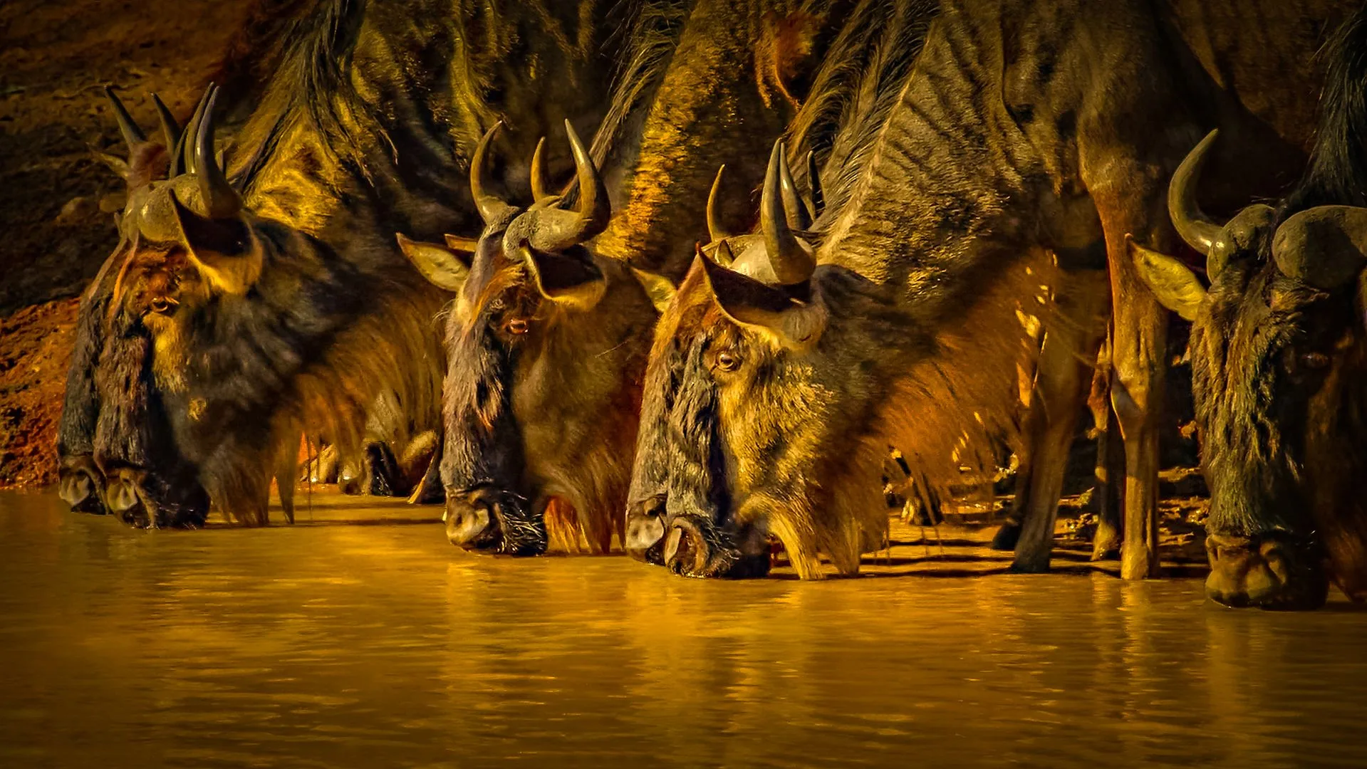Great Migration Safari