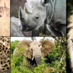 Big 5 Safari