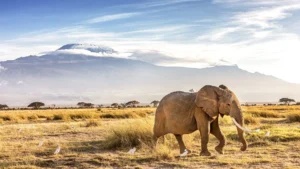 Top Luxury Tanzania Safari Tours, Adventures, and Vacations