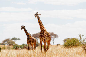 Family Safaris in Tanzania