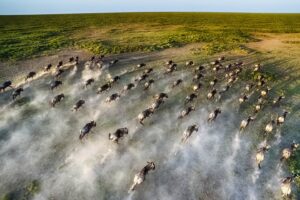 Wildebeest migration in the Serengeti
