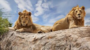Tanzania Safari: Best Months to Visit, Wildlife Highlights, and Top Accommodations