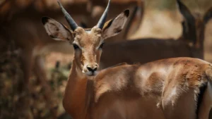 Serengeti: Personalized Safari Experiences