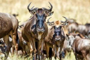Africa’s Majestic Wildebeest Migration