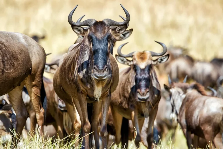 Africa Wildebeest Migration