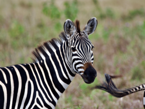 Tanzania: A Luxury Safari Experience