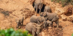 10,663 African Safari Adventures (Provided by Highly Rated Tour Operators)