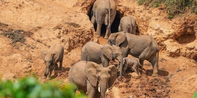 African Safari Adventures