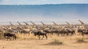 Family Safari Adventures in Tanzania