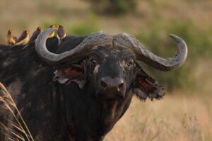 Tanzania Safari: Best Time to Visit, What to See, Where to Stay