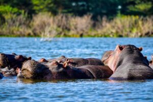 Exclusive African Safari & Travel Offers