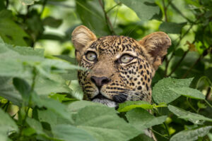 Exclusive Tanzania Luxury Safari