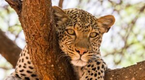 Top African Safari Tours, Packages & Custom Itineraries