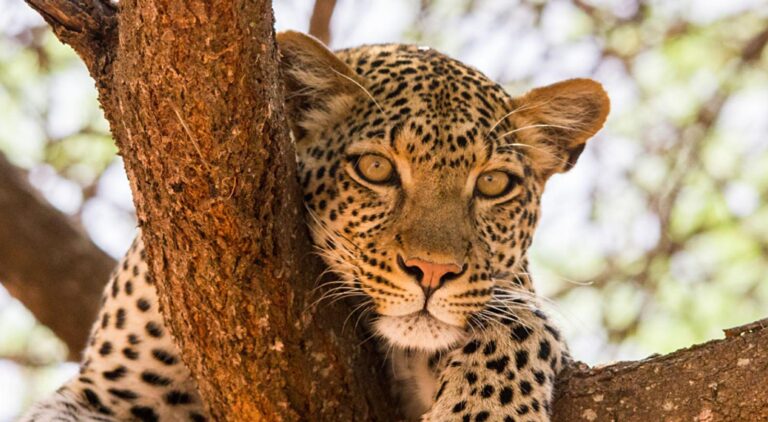 African safari tours