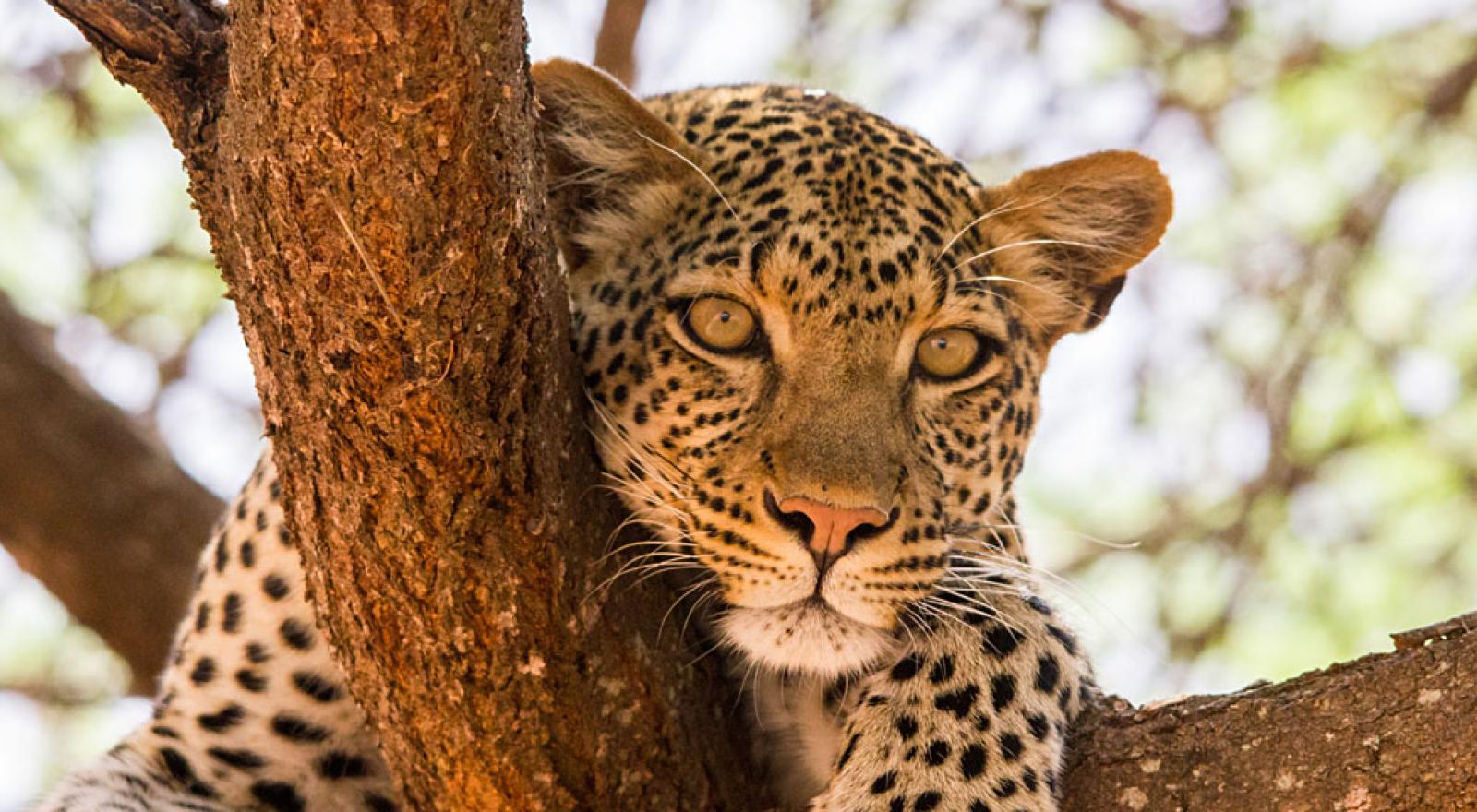 MOUNT KILIMANJARO TANZANIA TOP 10 FASCINATING FACTS visual data 7