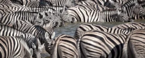 Tanzania Premier Luxury Safari