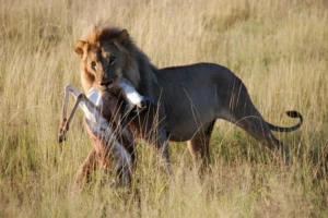 Exclusive Tanzania Safari