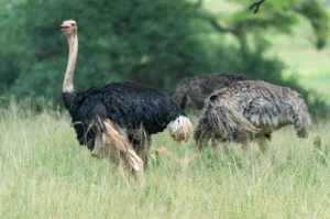 Eco-Friendly Safaris Tanzania