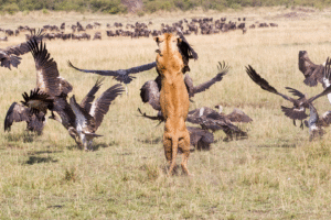 Best time to visit Tanzania