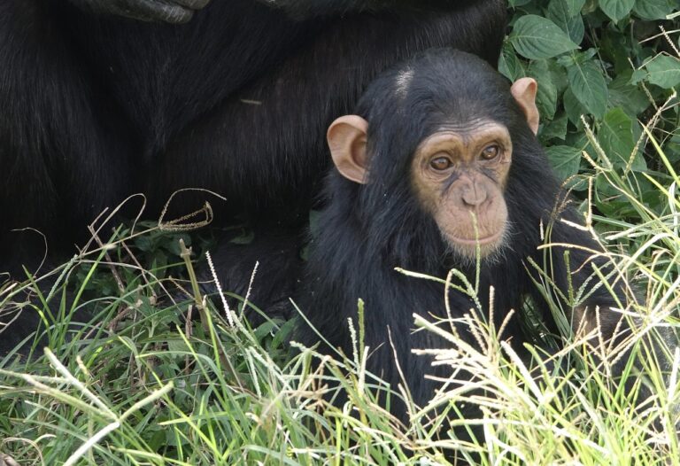 Tanzania's Lesser-Known National Parks