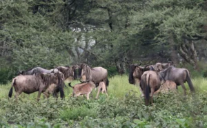 Safari and Zanzibar Beach Holidays