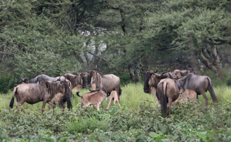 Safari and Zanzibar Beach Holidays
