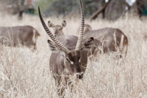 Tanzania Solo Travel