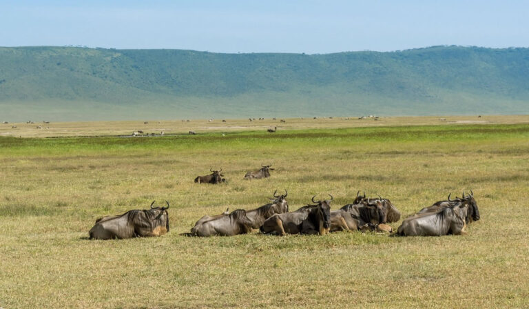 national parks of Tanzania