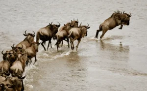 The Great Serengeti Migration